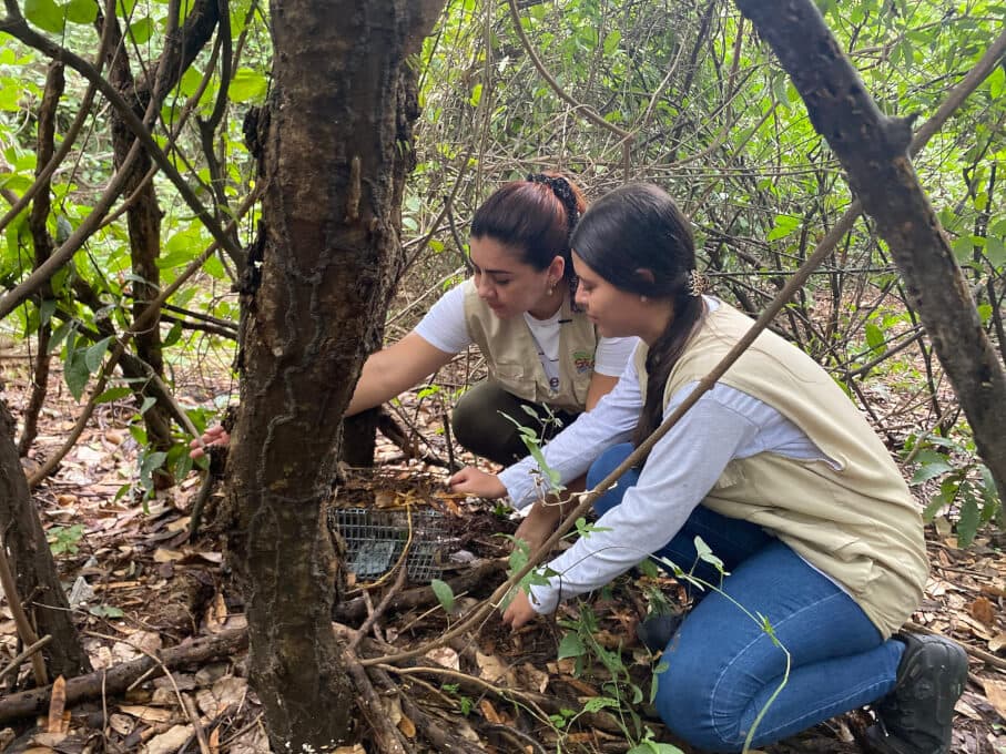 Dos investigadoras revisan una trampa de fauna en el suelo del bosque seco